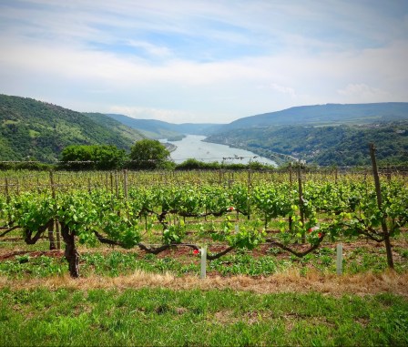 rhine-vineyards.jpg