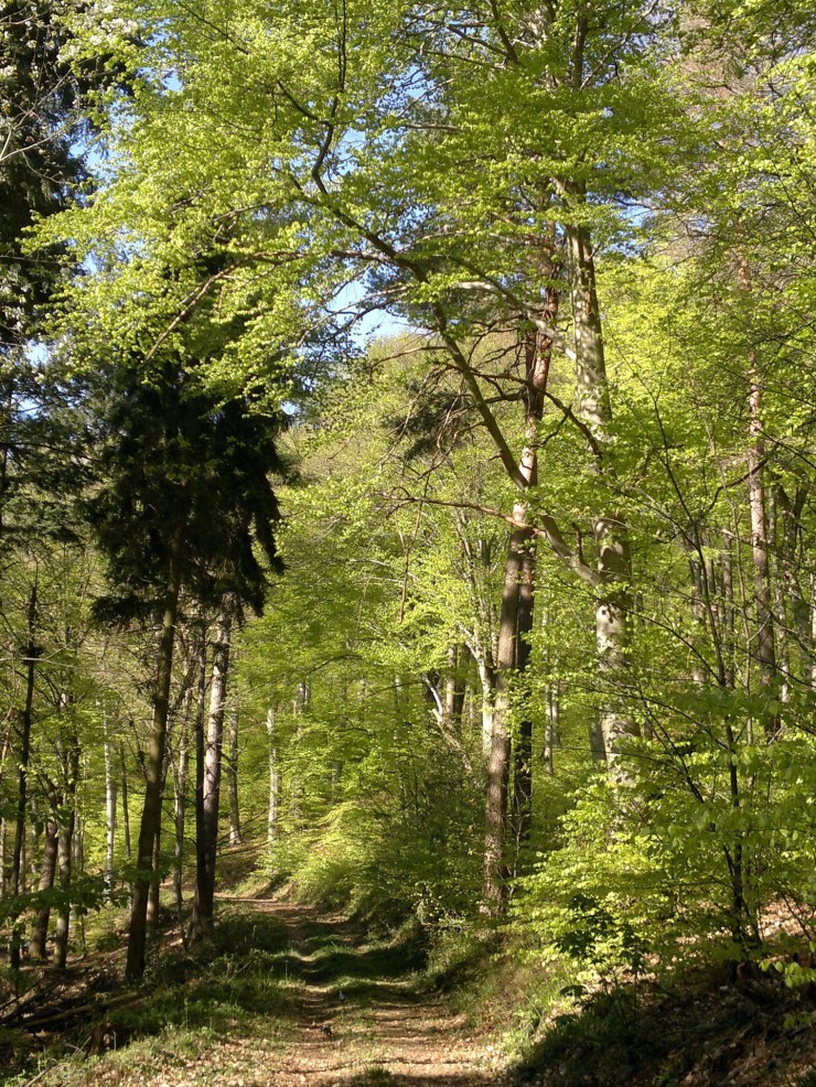 heidelberg forest